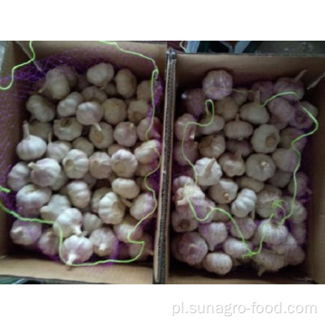 Case Of Pure Natural Purple Garlic